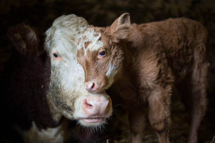 Vegan en vegetarian friendly huidverzorging, wat is het verschil?